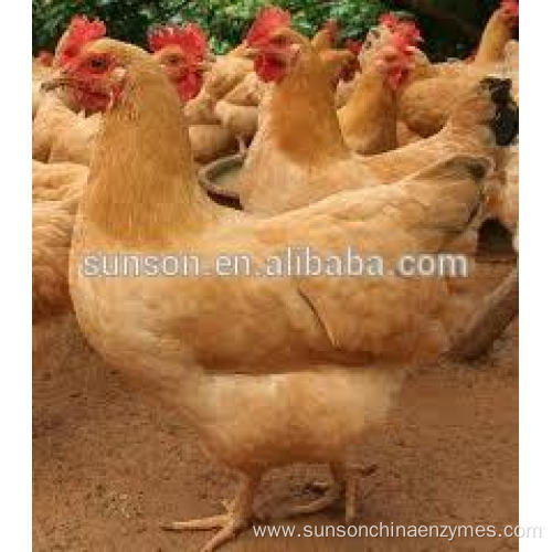 Feed additive thermostable phytase enzyme for livestock